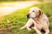 拉布拉多幼犬的营养餐搭配指南（为你的小狗提供健康成长所需的饮食计划）