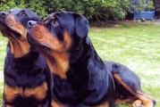 给罗威纳犬断尾，是保护还是残忍？（探讨罗威纳犬断尾的利弊和道德考量）