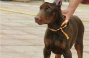 迷你杜宾犬饲养大全：让你的小狗健康成长