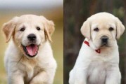 如何处理拉布拉多长虱子问题？（宠物犬长虱子应对策略大揭秘！）