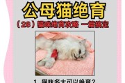 母猫产后恢复时间及注意事项（了解母猫产后恢复时间的关键要素，以及应注意的健康问题）