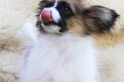 如何为比赛级蝴蝶犬进行完美美容（打造宠物明星的技巧与注意事项）