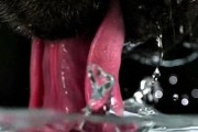 狗狗是怎样利用舌头喝水的？狗狗喝水的那些事儿？