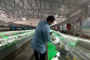 兔子以小养多久才怀孕？（探究兔子的繁殖周期及怀孕时间）