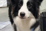 边牧疫苗接种指南（新生边牧犬的疫苗接种时间及注意事项）