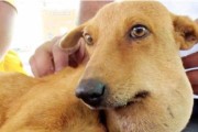 救狗狗卡喉危机，你需要知道的急救方法（如何给被卡住喉咙的宠物正确施救？——宠物急救知识）