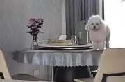 夏夜小狗的欢乐时光（一只可爱小狗在夏夜里的快乐冒险）