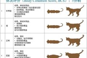 猫的成长周期与时间——了解宠物猫需要多久长大（探索猫咪成长过程中的关键阶段及时间节点）
