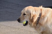 如何训练金毛犬游泳（宠物教育）