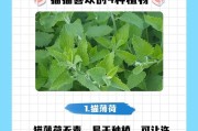 2岁猫咪的饮食指南（了解2岁猫咪的饮食需求，让它们健康成长）