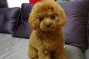 泰迪犬掉毛原因剖析（揭秘泰迪犬掉毛的原因及解决方法）