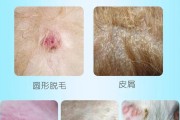 轻松治愈猫癣的方法（稳住别慌，以下方法帮助您轻松治愈猫癣）