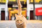 猫的象征意义与传统文化（探寻猫在不同文化中的象征与意义）