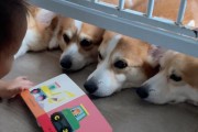 狗为什么一次能生孩子？（探究狗类繁殖特性及其进化原因）