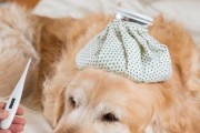 哈士奇犬感冒症状解析（了解宠物的健康状况，从细节开始）