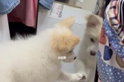 狗狗照镜子会有何反应（探究狗狗对镜子的认知与行为表现）