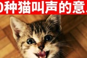 小猫的叫声与意义（探寻小猫叫声背后的信息）