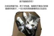 猫猫吃鸡蛋的好处（了解猫猫吃鸡蛋的好处和注意事项）