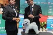 比熊犬疫苗接种全指南（如何保护宠物不受疾病侵害？）