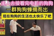 狗狗兴奋跑来跑去的原因与解决方法
