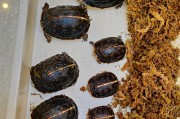 小乌龟冬季养护指南（冬季小乌龟的饲养和饮食）