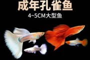 七彩燕鱼繁殖的难题（探寻七彩燕鱼繁殖不出小鱼的原因及对策）