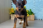 打造听话乖巧的小鹿犬——日常行为训练方法（从叫声控制到社交训练，全方位打造好品质宠物）