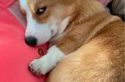 狗狗不爱走的原因与解决方法（探寻狗狗走路不积极的根源，帮助宠物恢复活力）