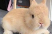 荷兰侏儒兔的饲养方法（如何照顾荷兰侏儒兔，让它健康快乐地生活）