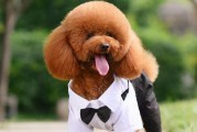 泰迪犬颜色排行榜，哪种颜色最贵？（探究不同泰迪犬颜色的价值和魅力，解析其背后的原因）