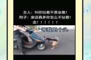和狗狗为伴（揭示狗狗对人类情感与行为的理解力）