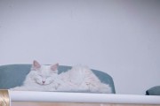 揭秘猫咪为何只眯一只眼（猫咪的一只眼眯着，它在做什么？）
