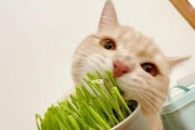 猫草的重要性——让你的爱猫更健康（了解猫草的种类与作用，为你的猫咪带来健康与快乐）