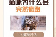 猫咪攻击人的原因及解决办法（探索猫咪攻击行为的原因，以及如何预防和解决）
