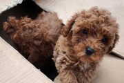 探秘贵宾幼犬毛卷起来的奥秘（从宠物主人的角度看待贵宾幼犬毛的卷曲现象）