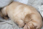 狗狗抽搐的原因及处理方法（解读狗狗抽搐的种类及预防方法）