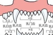 狗狗牙齿保健指南（如何让你的爱犬拥有健康的牙齿？）