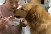 如何纠正金毛抢食和挑食问题（用训练和注意饮食习惯帮助金毛吃得更健康）