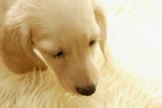 金毛犬的睡眠习惯揭秘（探究金毛犬的睡眠特点与建议）