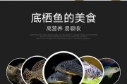 三间鼠鱼的饲养方法（从生态环境到饲料选择，教你养好三间鼠鱼）