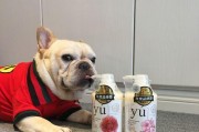 贵宾犬洗澡的注意事项（如何正确地给贵宾犬洗澡）
