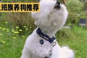 新手上班族养什么宠物？（选择适合忙碌生活的宠物）