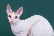 如何正确饲养奥西猫（宠物爱好者必读，详解奥西猫的饲养要点）