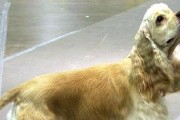 有效改善可卡犬口臭，让宠物更健康（有效改善可卡犬口臭，让宠物更健康）