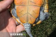德州锦钻纹龟的饲养方法（打造完美家庭宠物，营造舒适生活）