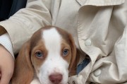 宝宝与比格犬和谐共处的秘诀（探究宠物为主的家庭如何让宝宝与比格犬相处融洽）