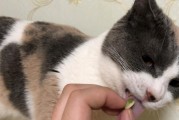 宠物猫咪毛球症的预防与治疗（保护宠物健康，有效防范毛球症）