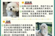 比熊打完针多久可以洗澡？（洗澡前后需要注意的事项）
