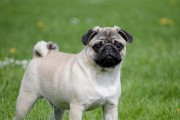 带着爱犬出游，如何选择车用装备（全面解析带巴哥犬出游的车用装备，让旅途更舒适）
