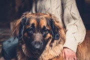 兰伯格犬饲养全指南（兰伯格犬的特点、喂养、训练、疾病预防等全面指导）